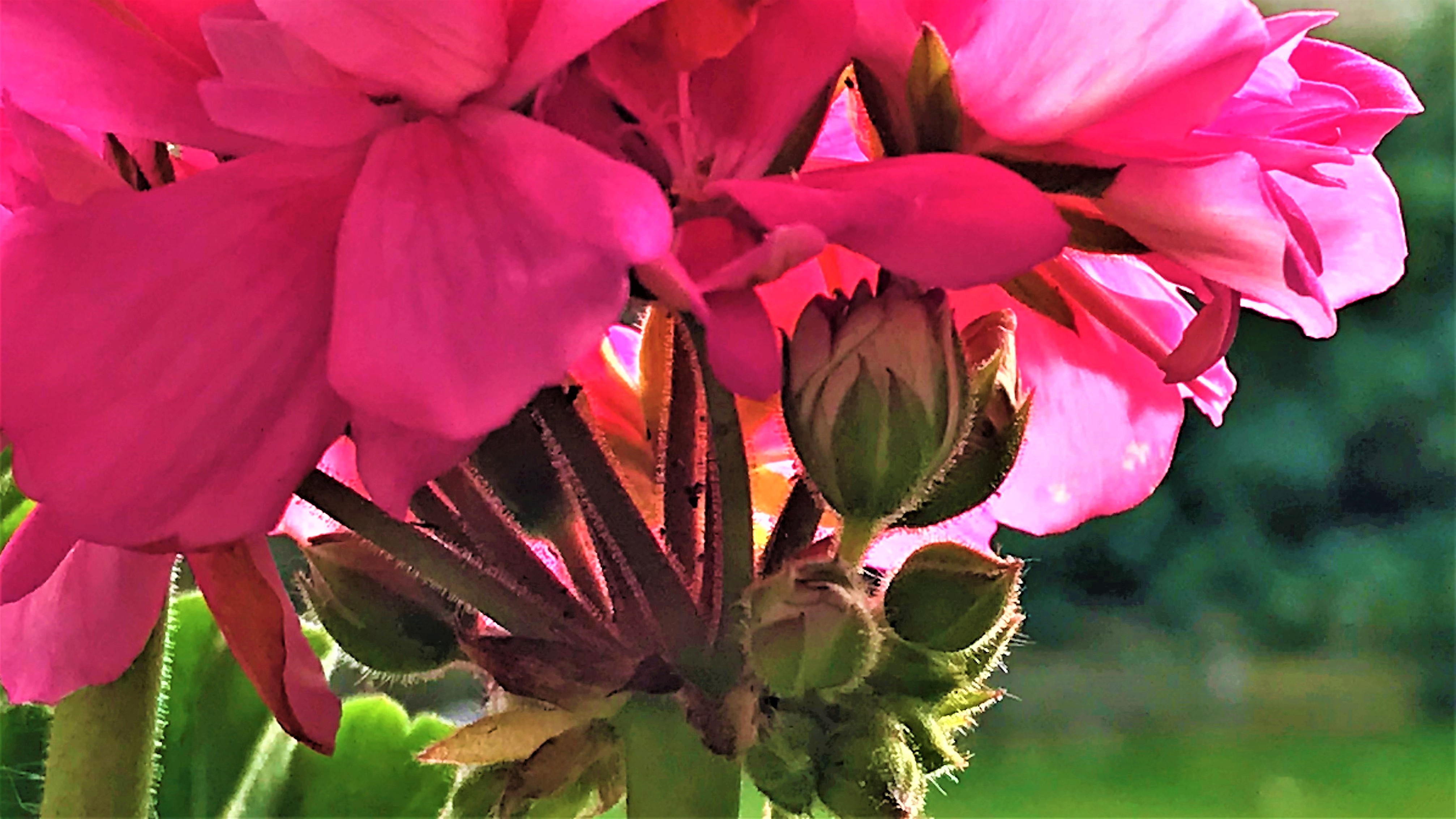 FLOWER 8